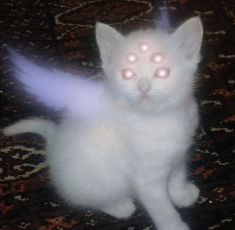 evil cat angel photoshop image